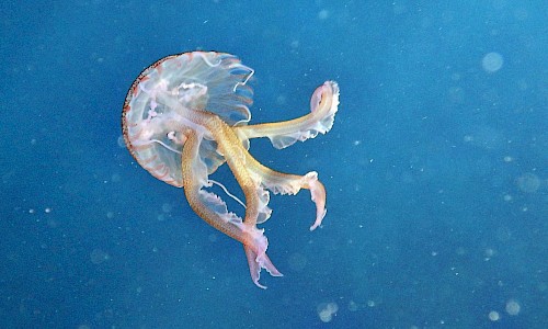 Auch die gab es 2017