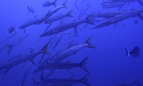 Barracudas an der Redona 2017